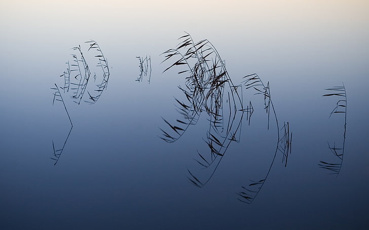 abstract illustration, nature, reflection, photography, plants, calm waters, HD wallpaper