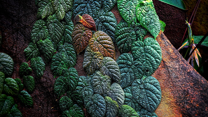 Grün, grüne Blätter, Blatt, Makrofotografie, Pflanze, Blätter, Nahaufnahme, HD-Hintergrundbild