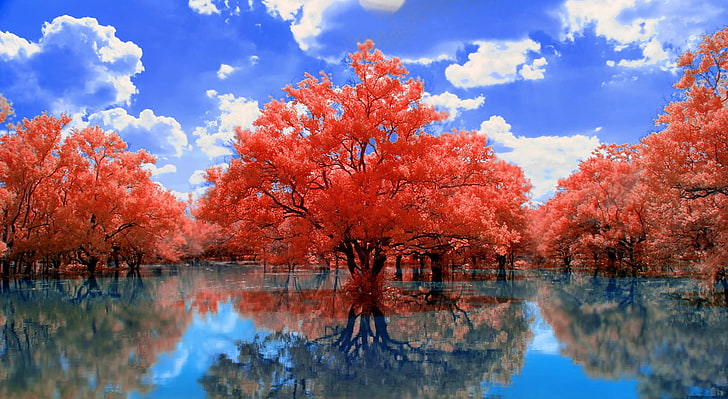 Червени дървета, червено дърво, Aero, Творчески, Магия, Природа, Красива, Дървета, Мечта, Вода, Удивително, Блато, Облаци, синьо небе, синя вода, червени дървета, Отразено, Сънливо, HD тапет