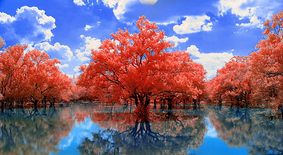 Red Trees, red tree, Aero, Creative, Magic, Nature, Beautiful, Trees, Dream, Water, Amazing, Swamp, Clouds, blue sky, blue water, red trees, Reflected, Dreamlike, HD wallpaper HD wallpaper