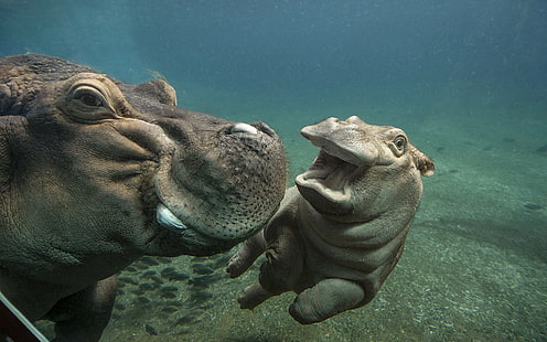 Hippos in water, water, nature, zoo, hippos, HD wallpaper HD wallpaper