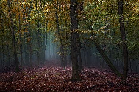 feuilles vertes, arbres de la forêt verte pendant la nuit, brouillard, forêt, automne, feuilles, chemin d'accès, arbres, nature, matin, paysage, Fond d'écran HD HD wallpaper