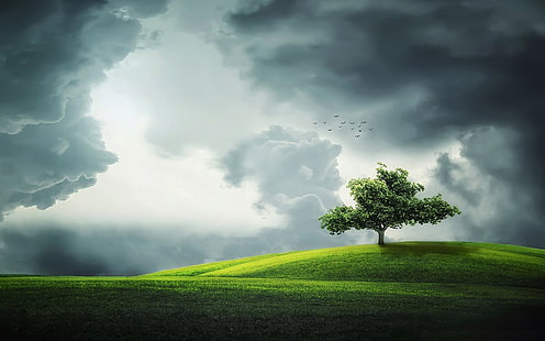 Самотно дърво на хълм - Природа с високо качество HD тапет .., HD тапет HD wallpaper