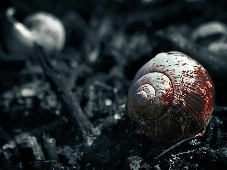 white and red snail shell, blood, fatasia, snail, black, HD wallpaper