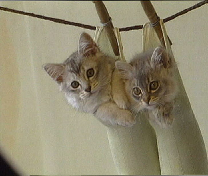 2 Cute Kittens, cats, animals, funny, cute, kittens, HD wallpaper