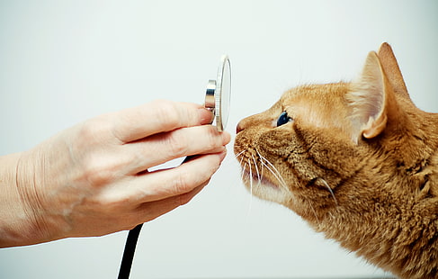 gato, felino, veterinário, HD papel de parede HD wallpaper