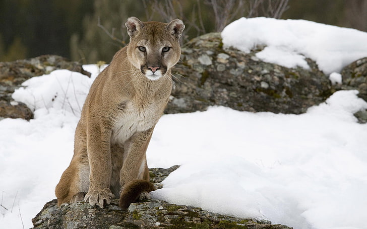 kucing, salju, batu, Puma, singa gunung, Cougar, Wallpaper HD
