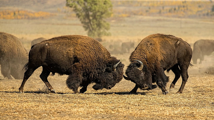 Animale, bisonte americano, lotta, fauna selvatica, Sfondo HD