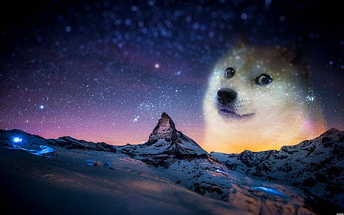 Doge, HD-Hintergrundbild HD wallpaper