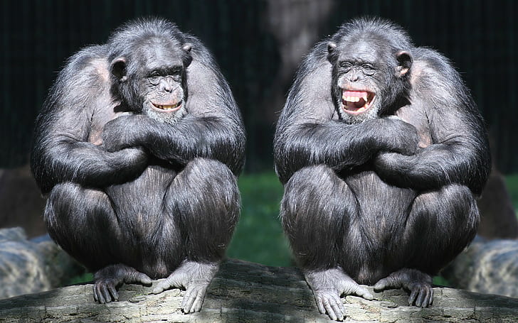 Les chimpanzés rient, 2 gorilles noirs, un couple, des singes, des primates, un rayon, des chimpanzés, un rire, Fond d'écran HD