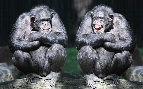 Simpanse tertawa, 2 gorila hitam, pasangan, monyet, primata, balok, simpanse, tertawa, Wallpaper HD HD wallpaper