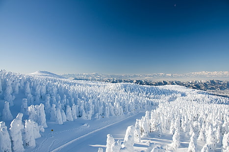 заснеженные деревья, зима, дорога, лес, снег, деревья, горы, Япония, Ямагата, горнолыжный курорт Ямагата Зао Онсен, HD обои HD wallpaper