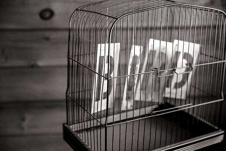 bird, birdcage, black and white, cage, HD wallpaper