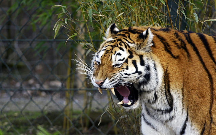 Amur tiger mounth, tigre, viso, bocca, zanne, sbadigli, Amur, gatto, Sfondo HD