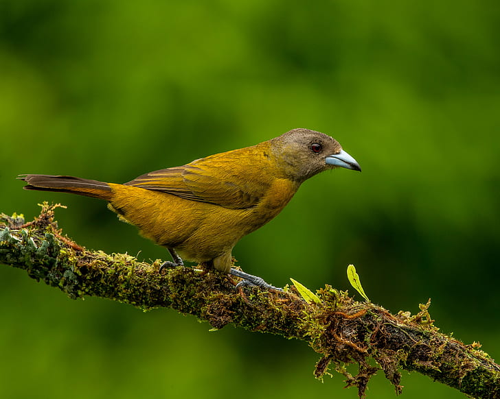 close up photo of brown bird, tanager, tanager, Passerini's Tanager, Female, close up, photo, brown bird, Costa Rica, Andy, Nature, Lens, bird, animal, wildlife, beak, animals In The Wild, branch, outdoors, close-up, one Animal, perching, HD wallpaper