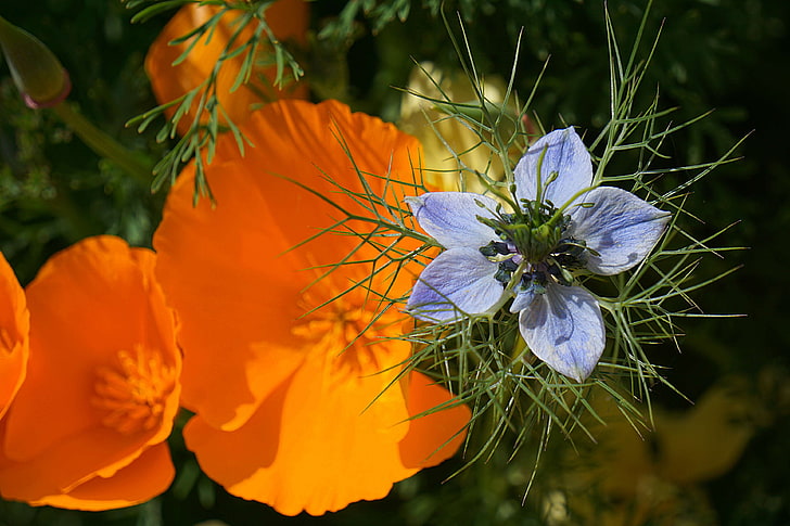 bleu, botanique, fleur, floraison, flore, jardin, alam, nigelle de damas, Wallpaper HD