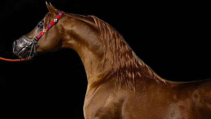 horse, halter, bridle, mane, arabian horse, harness, horse supplies, horse harness, HD wallpaper