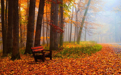Jesień, liście, drzewa, park, trawa, droga, ławka, czerwona drewniana ławka, jesień, liście, drzewa, park, trawa, droga, ławka, Tapety HD HD wallpaper