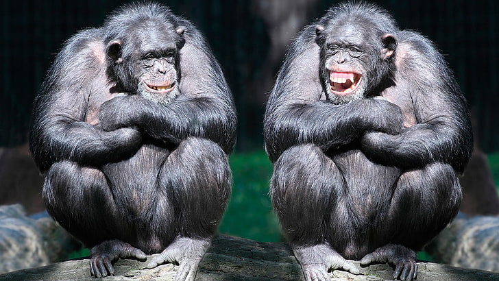 chimpanzee, monkey, ape, laughing, friends, animals, funny, mammal, HD wallpaper