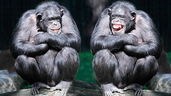 chimpanzee, monkey, ape, laughing, friends, animals, funny, mammal, HD wallpaper HD wallpaper