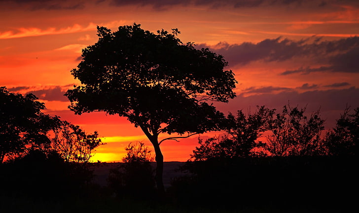 silhouette, trees, landscape, orange, sunset, HD wallpaper