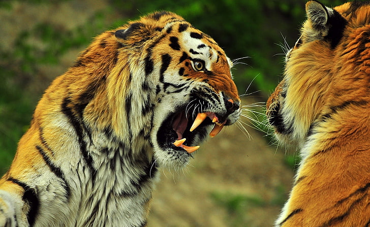 زئير النمور ، اثنين من النمور البنية البالغة ، الحيوانات ، البرية ، الزأر ، النمور، خلفية HD