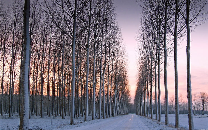arbres nus près d'un plan d'eau pendant l'heure d'or, paysage, hiver, neige, arbres, coucher de soleil, Fond d'écran HD