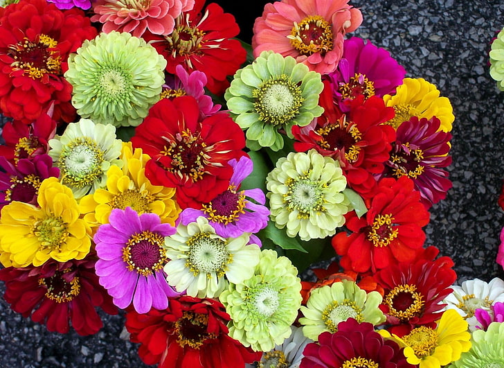fleurs pétalées de couleurs assorties, zinnias, fleurs, lumineuses, différentes, colorées, Fond d'écran HD