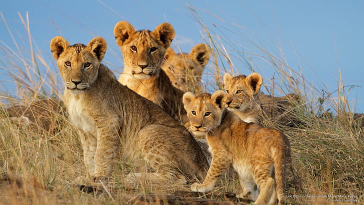 サバンナのライオンカブス、マサイマラ国立保護区、ケニア、動物、 HDデスクトップの壁紙