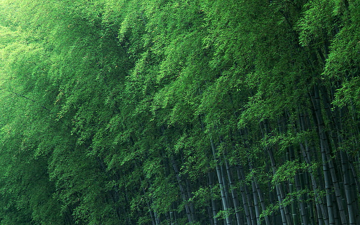 Foresta di bambù, verde, natura, foresta di bambù, verde, natura, Sfondo HD