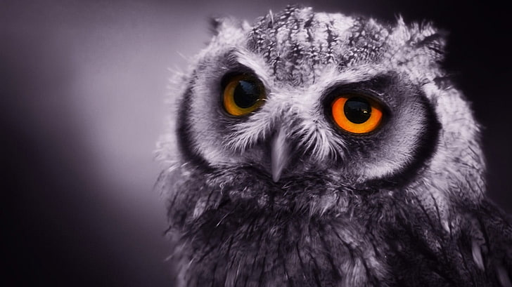 gray owl, animals, owl, birds, HD wallpaper
