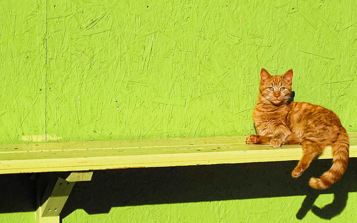 Ginger Cat Sitting on a Bench, ginger cat, bench, HD wallpaper