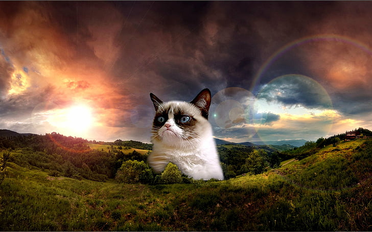 kucing, lucu, pemarah, humor, meme, kutipan, Wallpaper HD