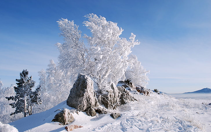 бурые скалы, природа, снег, деревья, HD обои