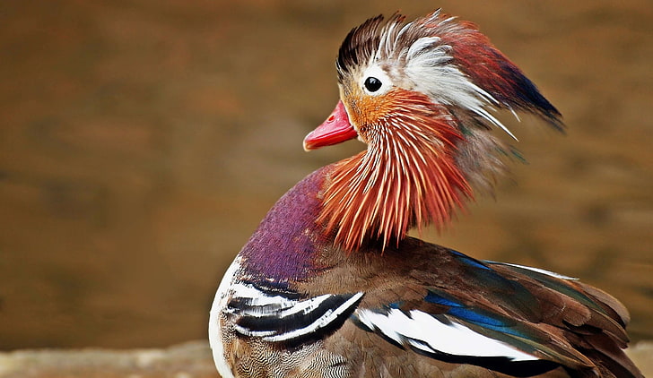 animal, avian, beak, beautiful, bird, brown, color, colorful, colourful, duck, feather, feathers, mandarin ducks, outdoors, plumage, poultry, red, vibrant, waterfowl, wild, wildlife, HD wallpaper