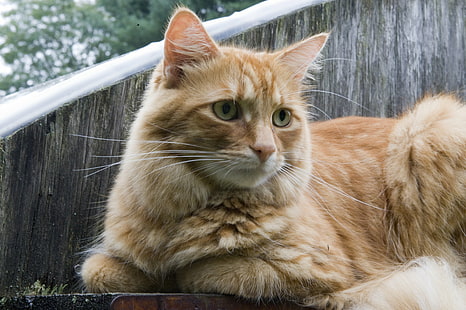orange tabby katt, växthus, orange tabby, tabby katt, D3, 70mm, f / 2.8, huskatt, djur, husdjur, söt, däggdjur, ser, päls, kattdjur, utomhus, HD tapet HD wallpaper