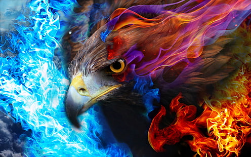 aigle, feu, ciel, Fond d'écran HD HD wallpaper