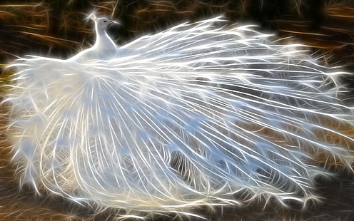 white peacock illustration, peacock, birds, feathers, light, HD wallpaper HD wallpaper