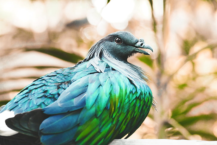 blue and green short-beaked bird, nicobar pigeon, bird, feathers, color, HD wallpaper