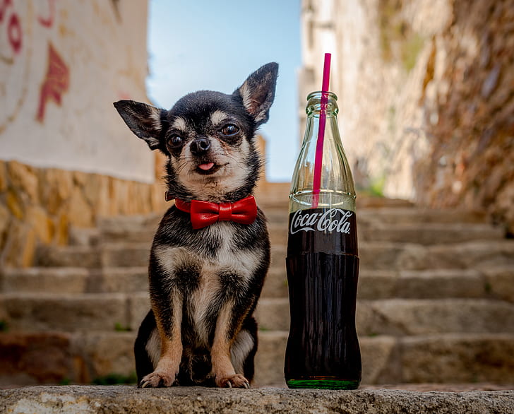 butterfly, bottle, dog, ladder, steps, Chihuahua, Coca-Cola, doggie, HD wallpaper