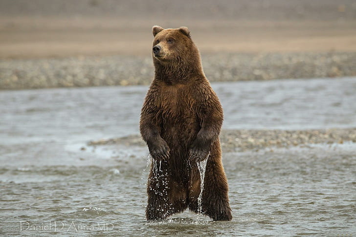 *** Brown Bear ***, woda, niedzwiedzie, brunatny, zwierzeta, animals, HD wallpaper