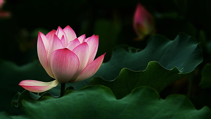 flower, lotus, sacred lotus, plant, nature, aquatic plant, flora, pink flower, leaf, flowering plant, petal, close up, HD wallpaper