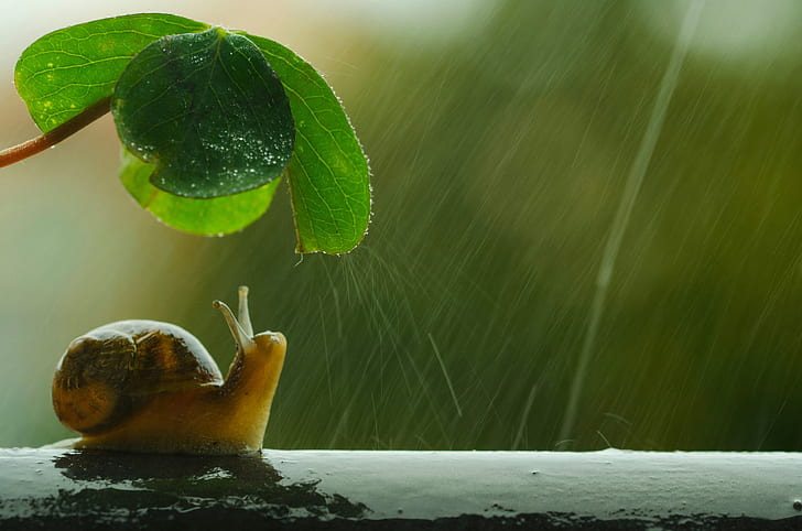 umbrella, shell, snail, raining, HD wallpaper