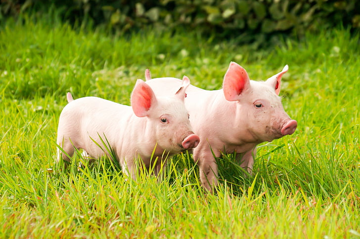 animals, domestic, grass, pig, two, wallpapers, HD wallpaper