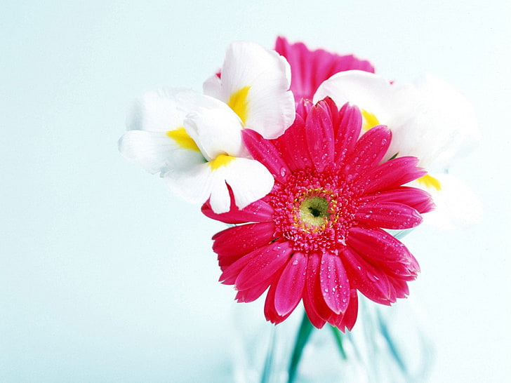 red and white petaled flowers, gerbera, flowers, drop, freshness, bouquet, HD wallpaper