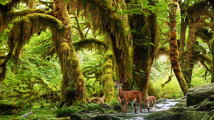 Animale, cervo, verde, muschio, foresta pluviale, Sfondo HD