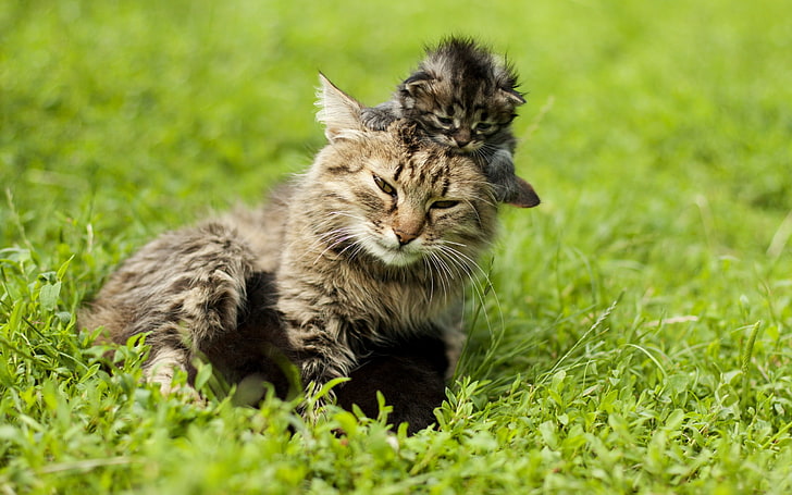 короткошерстный серо-коричневый кот и котенок, животные, кошка, котята, зверюшки, HD обои