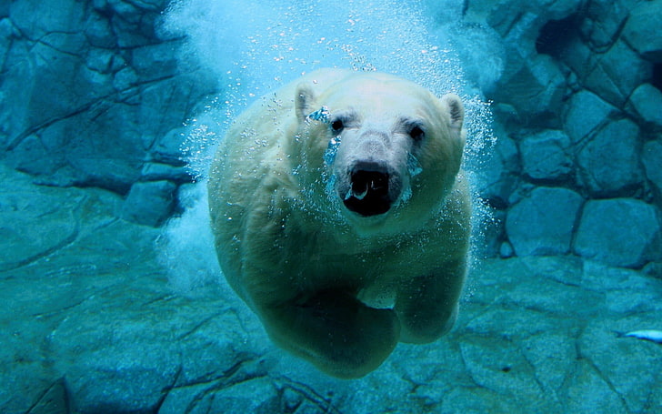 polar bear, nature, animals, polar bears, underwater, bubbles, rock, swimming, bears, wildlife, turquoise, cyan, HD wallpaper