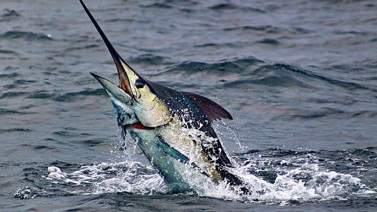 pesca, marlin-pesce-animali-mare-acqua-sport, Sfondo HD HD wallpaper