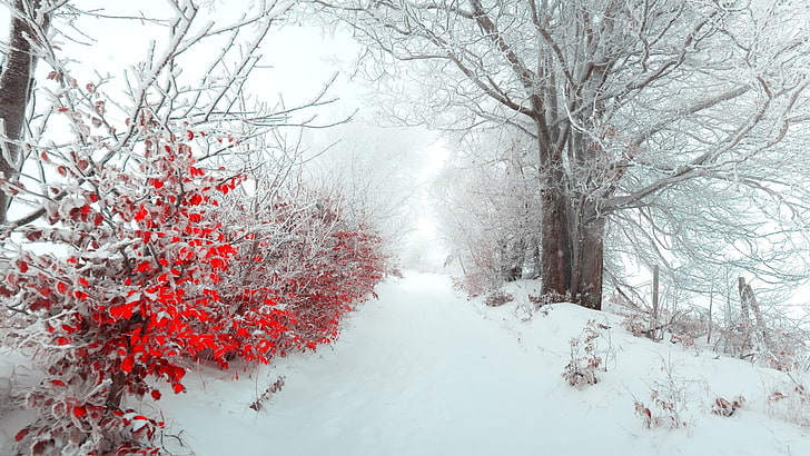 rote Blumen, Landschaft, HD-Hintergrundbild